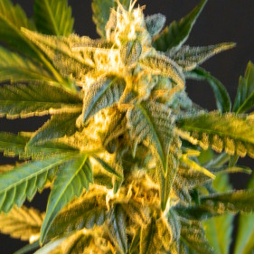 Buy cannabis seeds легко выращивать сорта марихуаны